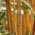 Phyllostachys aureosulcata বাকল