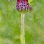 Cirsium rivulare Цвят