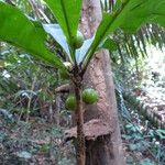 Clavija costaricana Fruit