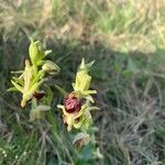 Ophrys × arachnitiformis Cvet
