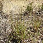 Eragrostis paniciformis Habit