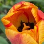 Tulipa grengiolensis Flower