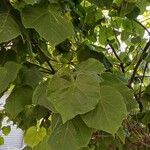 Abutilon grandifoliumبرگ