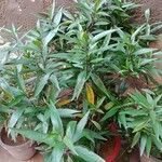 Justicia gendarussa Лист