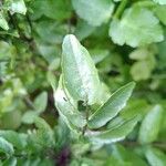 Rorippa nasturtium-aquaticum Leaf