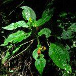 Impatiens sakeriana