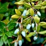 Berberis gagnepainii Frukt