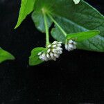 Persicaria nepalensis Buveinė