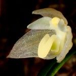 Bulbophyllum lingulatum Flower