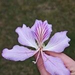 Bauhinia purpurea Flors