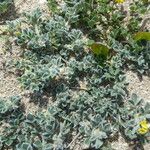 Medicago marina Natur