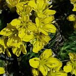 Draba aizoides फूल