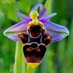 Ophrys scolopax Blüte