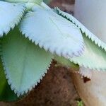 Kalanchoe laetivirens برگ