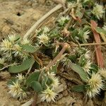 Alternanthera nodiflora Blüte