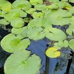 Nymphaea mexicana Frunză