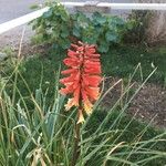 Kniphofia uvariaFlower