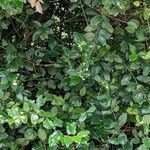 Ilex meserveae موطن