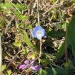 Veronica americana Flor