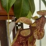 Nepenthes mirabilis Цветок