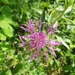 Centaurea napifoliaBlomst