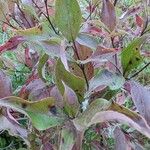 Cornus racemosa Blatt