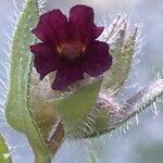 Nonea erecta Flower