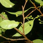 Sarcaulus brasiliensis Yaprak