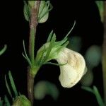 Pedicularis contorta Květ
