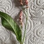 Persicaria maculosaLorea