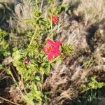 Hibiscus aponeurus Квітка