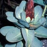 Protea grandiceps Floare