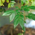 Cynometra mannii Blatt