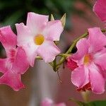 Mandevilla laxa Flor