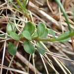 Veronica fruticans Hàbitat