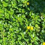 Ludwigia peploides Likasa