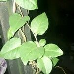 Anredera cordifolia Blad