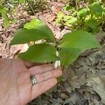 Polygonatum latifolium 葉