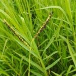 Paspalum distichum Квітка