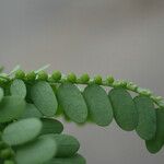 Phyllanthus amarus Leaf