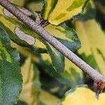 Elaeagnus pungens Bark