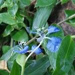 Commelina ramulosa