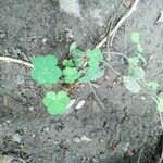 Oxalis stricta Leaf