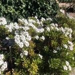 Iberis semperflorens Cvet