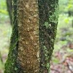 Viburnum rufidulum Bark