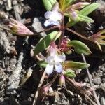 Collinsia parviflora Квітка