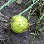 Carya ovata Fruit