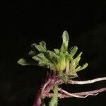 Werneria pectinata Other
