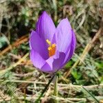 Crocus nudiflorusFlower