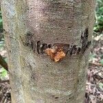 Acacia decurrens 樹皮